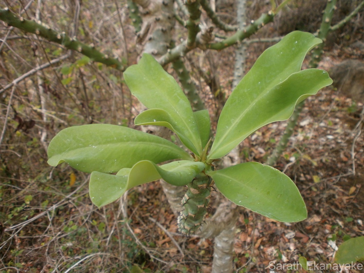 Euphorbia nivulia Buch.-Ham.